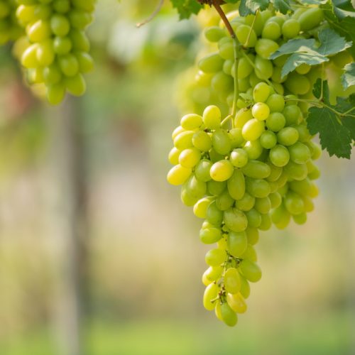 vine-bunch-white-grapes-garden-vineyard